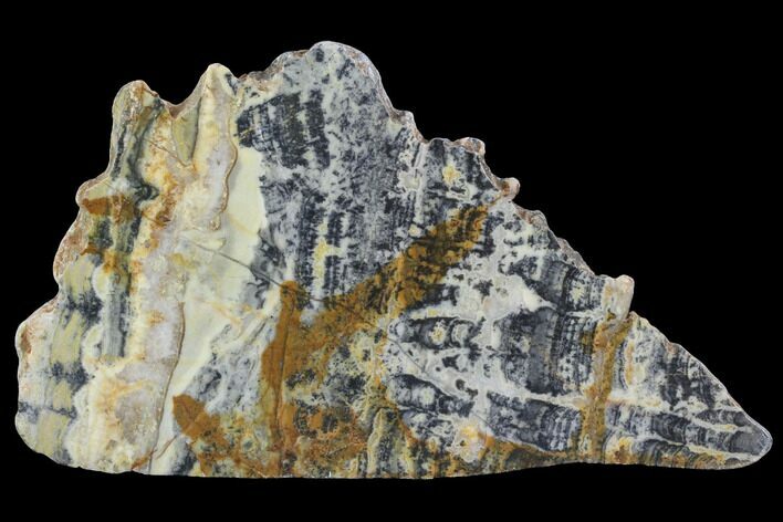 Proterozoic Age Columnar Stromatolite (Asperia) Slab - Australia #96254